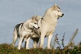 SIBERIAN HUSKY 768